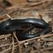 Southern Florida Swampsnake - Photo (c) Moses Michelsohn, some rights reserved (CC BY-NC), uploaded by Moses Michelsohn