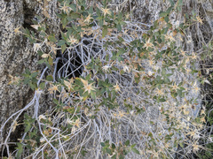 Brickellia atractyloides