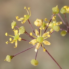 Chamarea