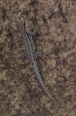 Lygodactylus chobiensis