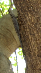 Lygodactylus chobiensis