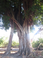 Ficus thonningii
