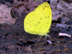 Eurema blanda arsakia