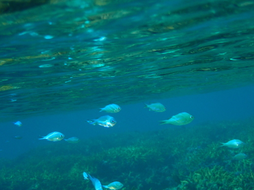 Chromis viridis observed 2023-06-11