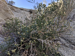 Baccharis brachyphylla