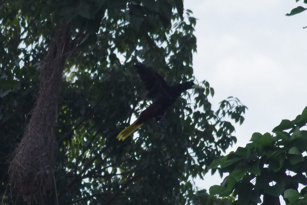 Crested Oropendola
