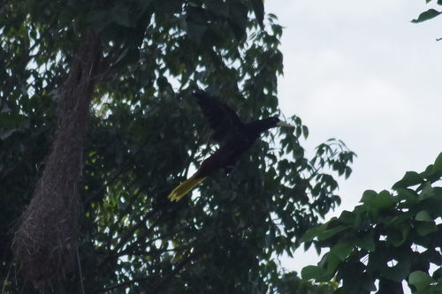 Crested Oropendola