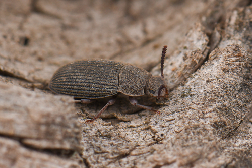 iNaturalist observation photo of Darkling Beetles