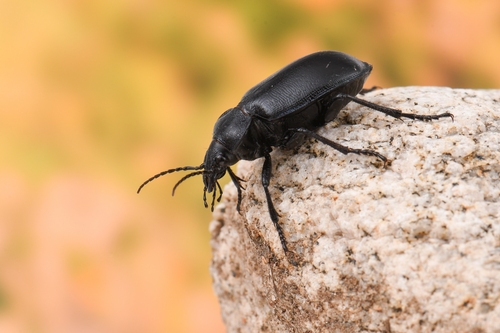 iNaturalist observation photo of Black Calosoma
