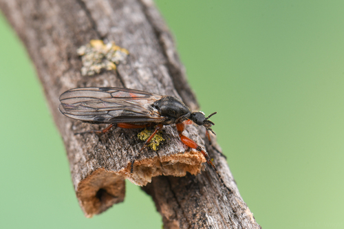 iNaturalist observation photo of Bibio