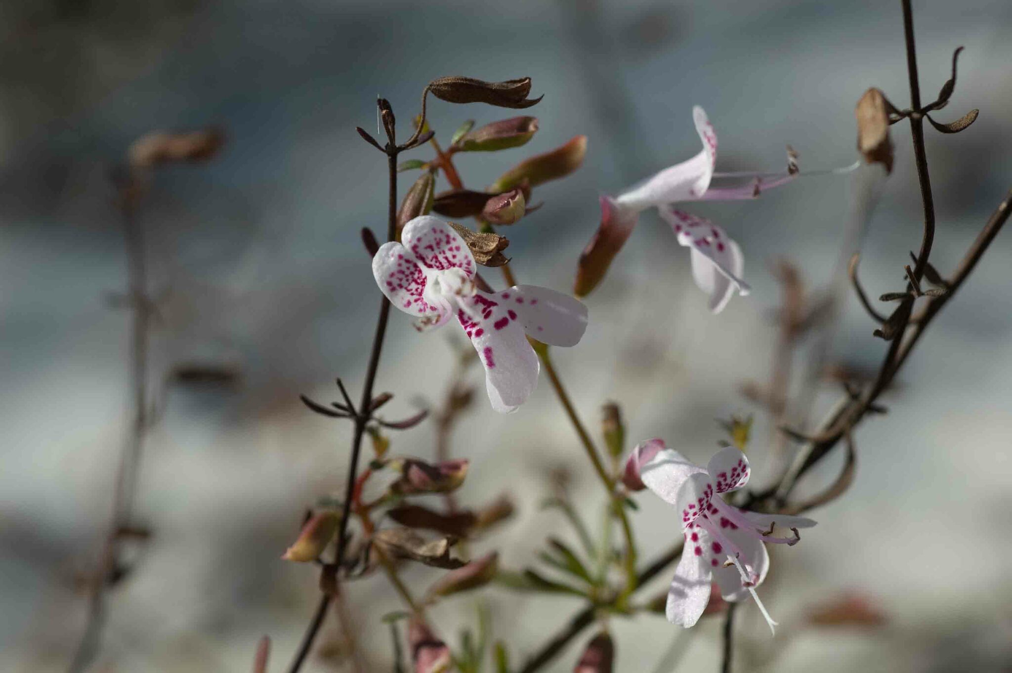 Dicerandra frutescens