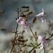 Dicerandra frutescens - Photo (c) Moses Michelsohn,  זכויות יוצרים חלקיות (CC BY-NC), הועלה על ידי Moses Michelsohn