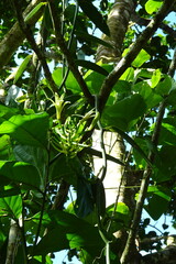 Vanilla planifolia image