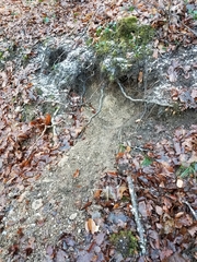 Vulpes vulpes crucigera