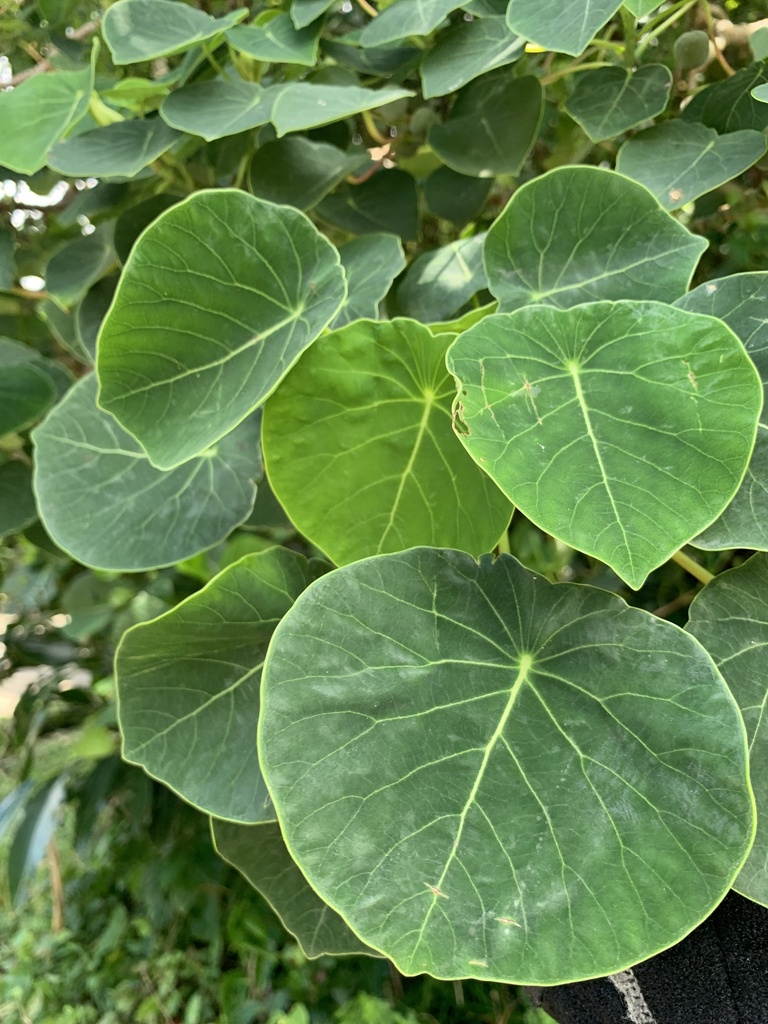 Homalanthus fastuosus