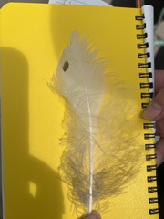 Bubo scandiacus image