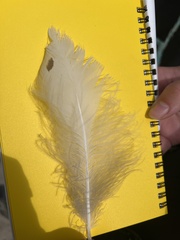 Bubo scandiacus image