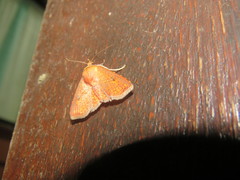 Monodecus