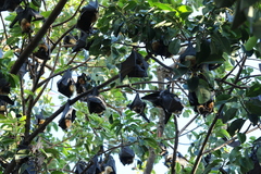 Pteropus conspicillatus