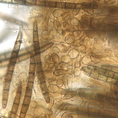 Geoglossum cookeanum image