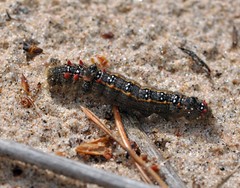 Clostera anastomosis