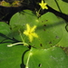 Nymphoides forbesiana - Photo (c) Robert Taylor, some rights reserved (CC BY), uploaded by Robert Taylor