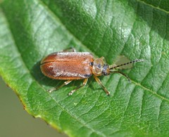 Galerucella lineola