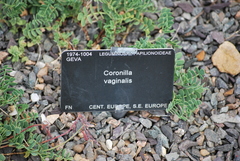 Coronilla vaginalis