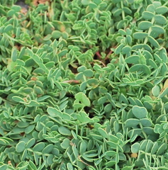 Coronilla vaginalis
