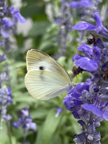 Small White
