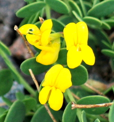 Coronilla vaginalis