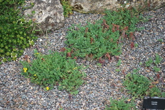 Coronilla vaginalis