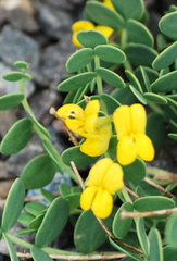 Coronilla vaginalis