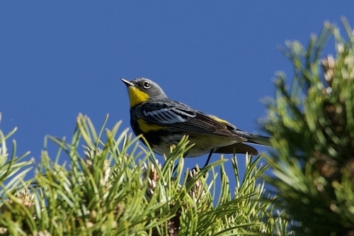 Audubon's Warbler photographed in Colorado