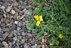 Coronilla vaginalis
