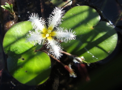 Nymphoides