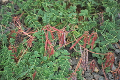 Coronilla vaginalis