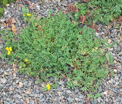 Coronilla vaginalis