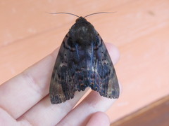 Arcte modesta
