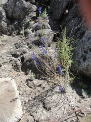 Delphinium parryi