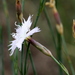 Dianthus mooiensis - Photo (c) fayne, μερικά δικαιώματα διατηρούνται (CC BY-NC), uploaded by fayne