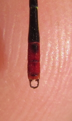 Agriocnemis victoria