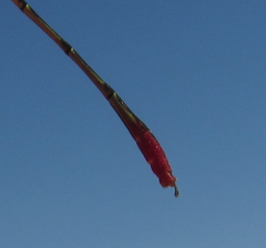 Agriocnemis victoria