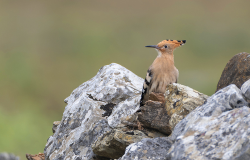 Abubilla común (Upupa epops)