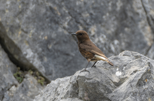 Collalba negra (Oenanthe leucura)