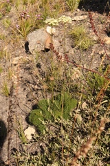 Tordylieae