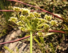 Tordylieae