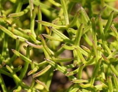 Tordylieae