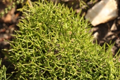 Tordylieae