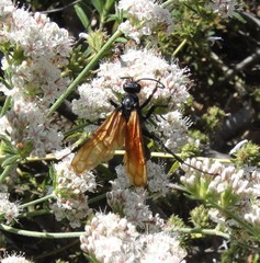 Pepsis pallidolimbata